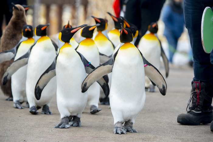King Penguin, Cleopatra