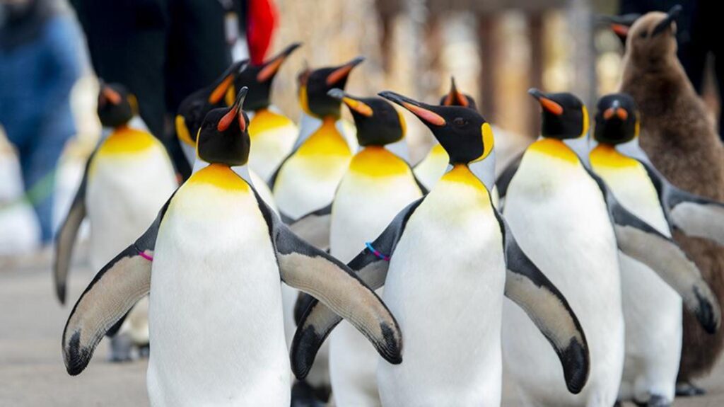 King penguins