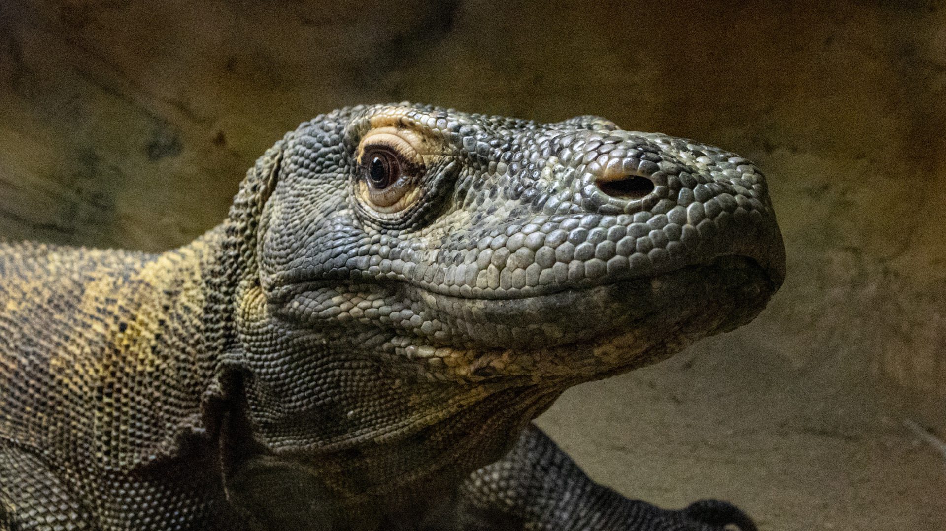 Komodo Dragon