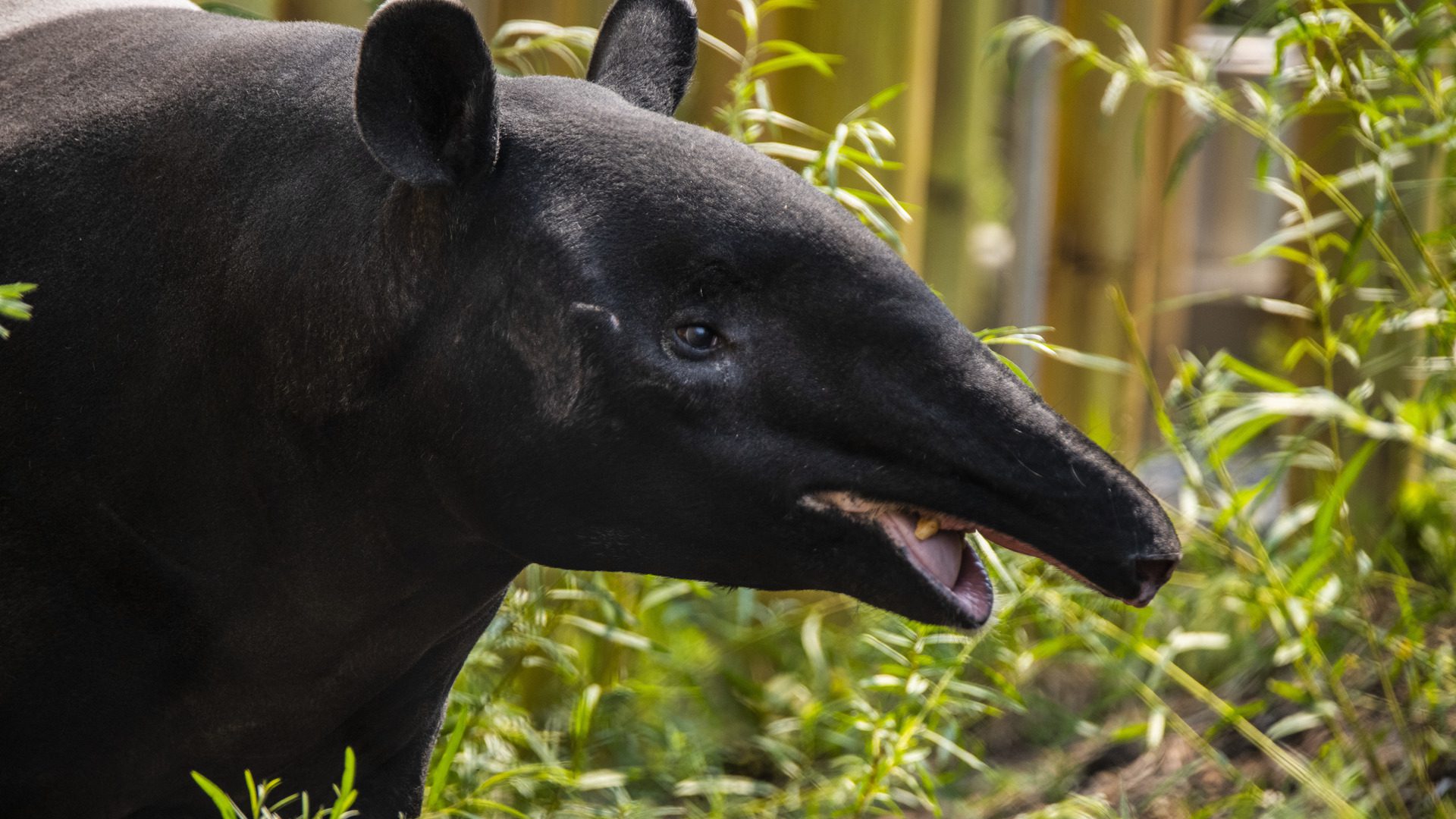 Malayan Tapir