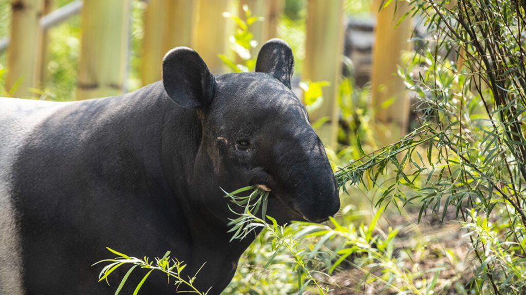 Malayan Tapir