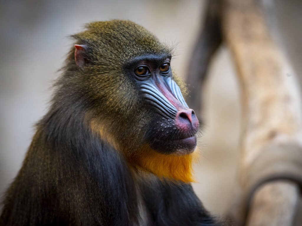Mandrill