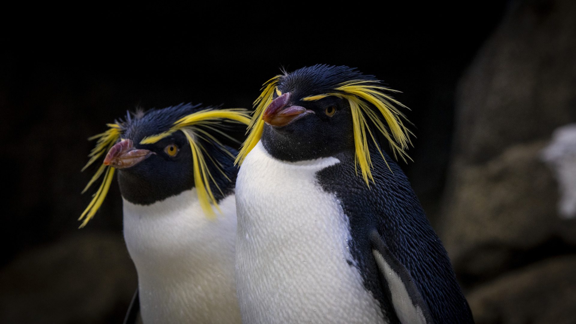 Rockhopper Penguins - Wilder Institute/Calgary Zoo