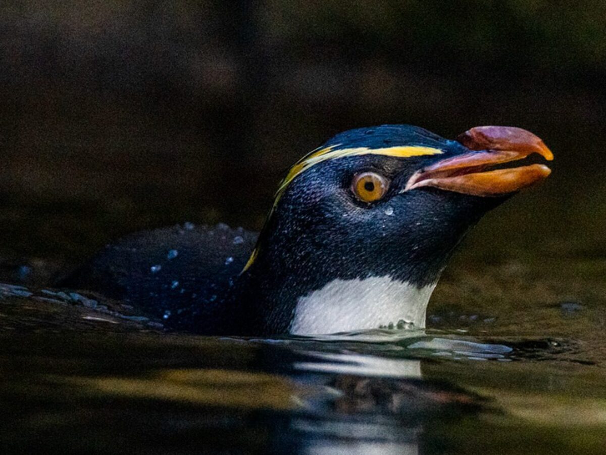 rockhopper penguin