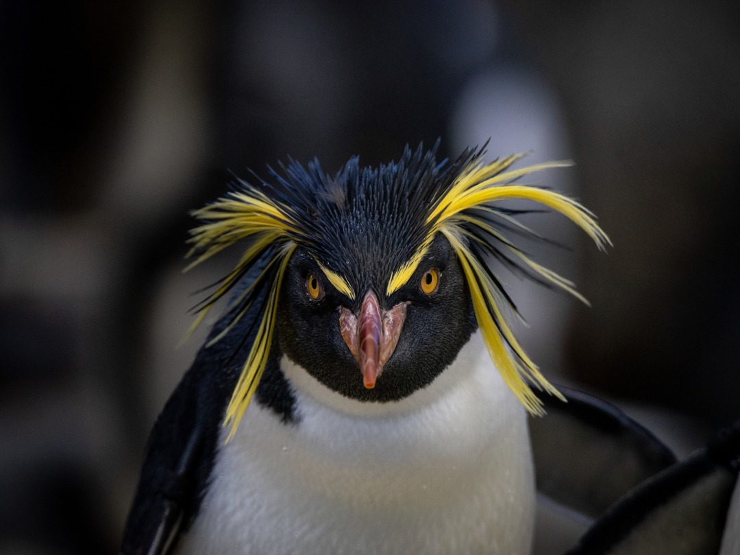 Rockhopper penguin
