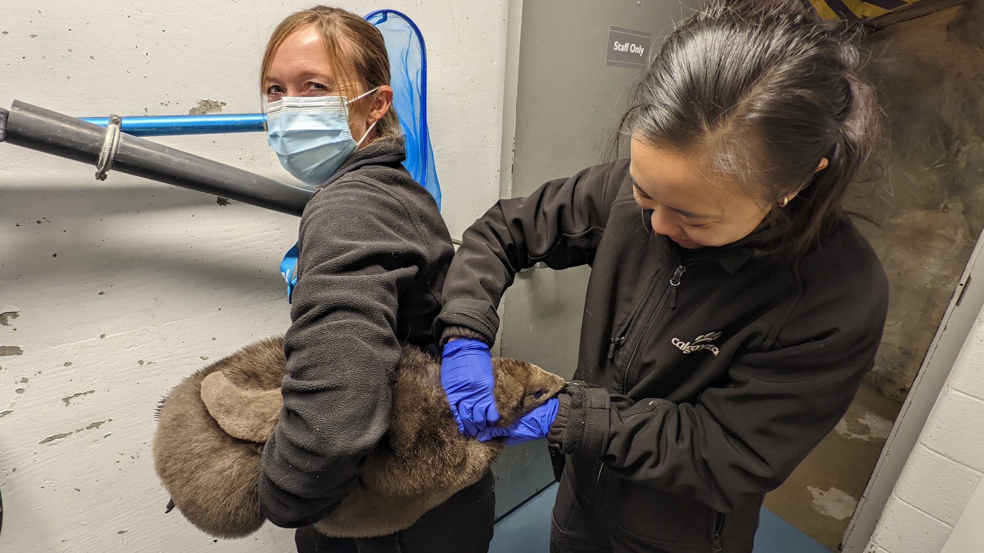 King Penguin Chick