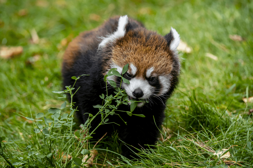 Red Panda