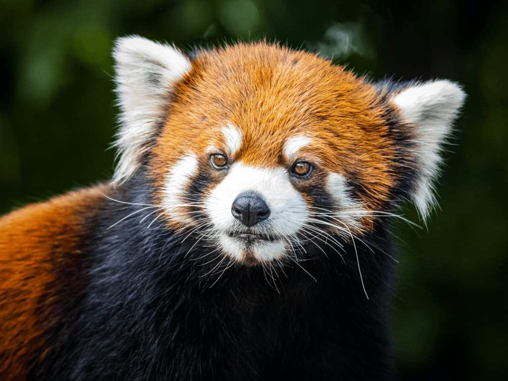 Red Panda