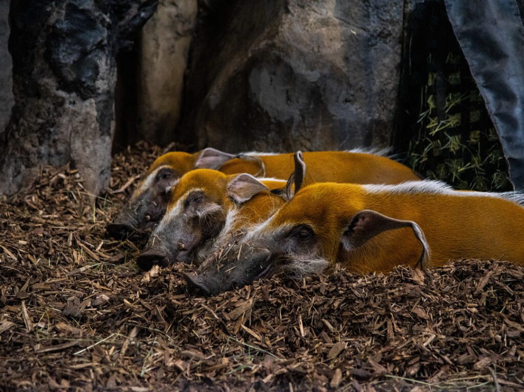 Red River Hog