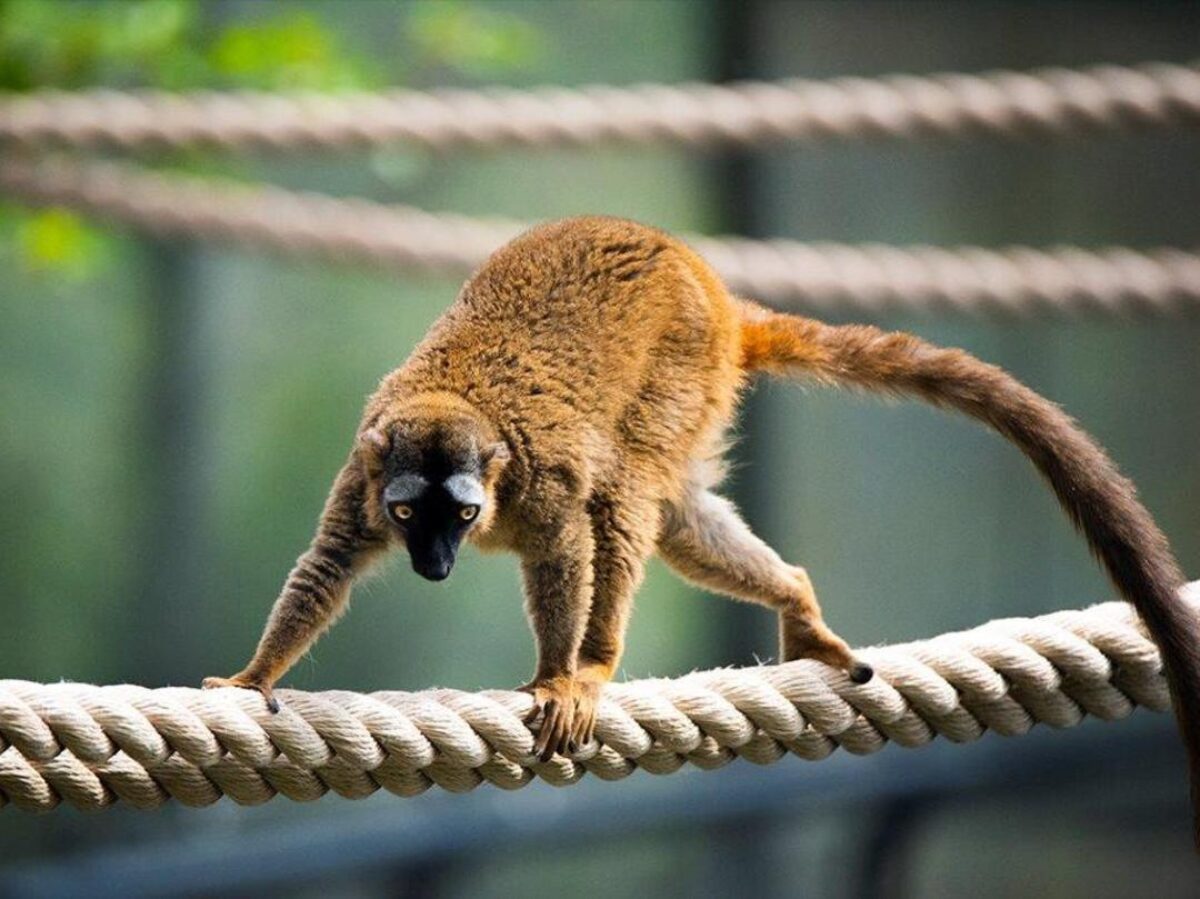Red-fronted Lemur