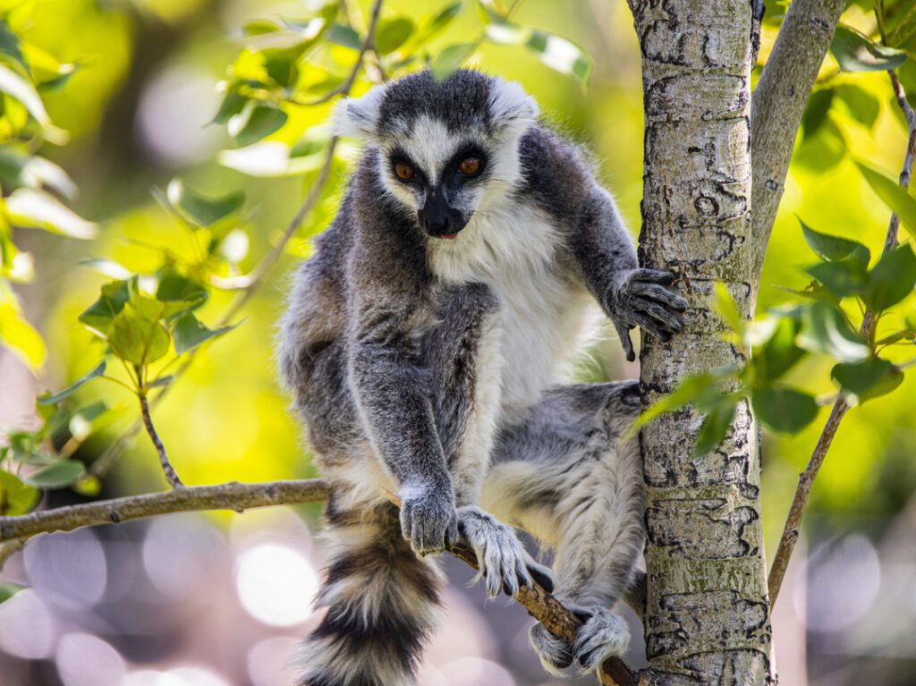 Ring-tailed Lemur