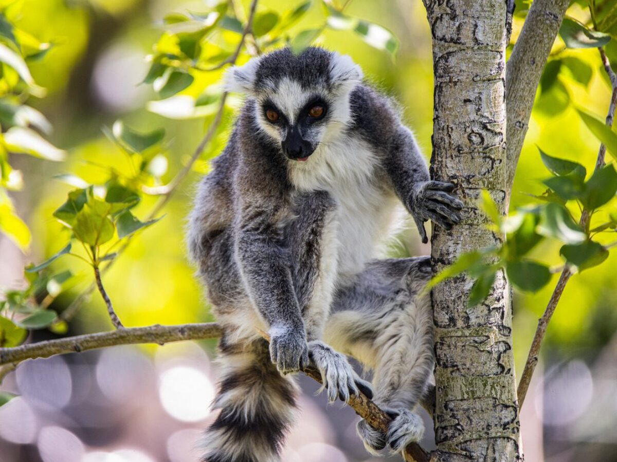 Ring-tailed Lemur