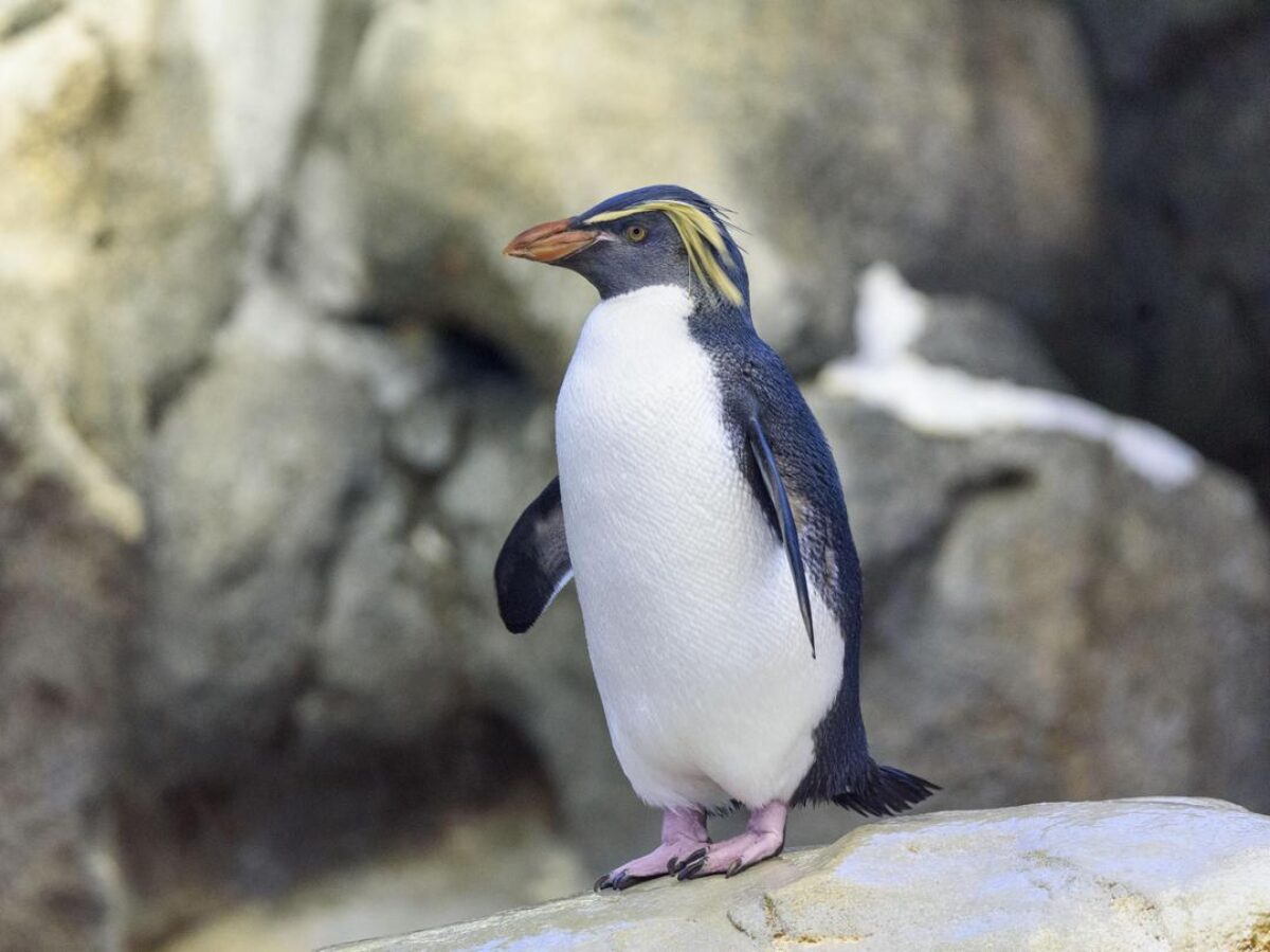 Rockhopper penguin