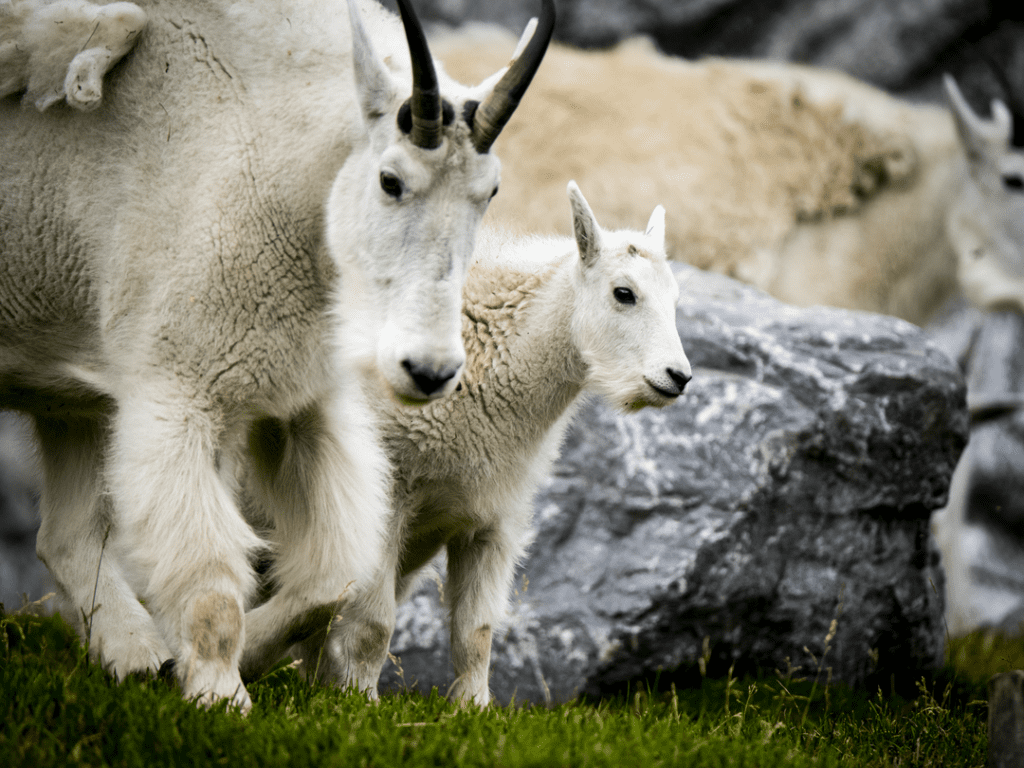Mountain Goat
