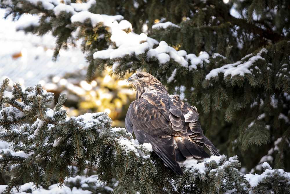 Rough-legged hawk