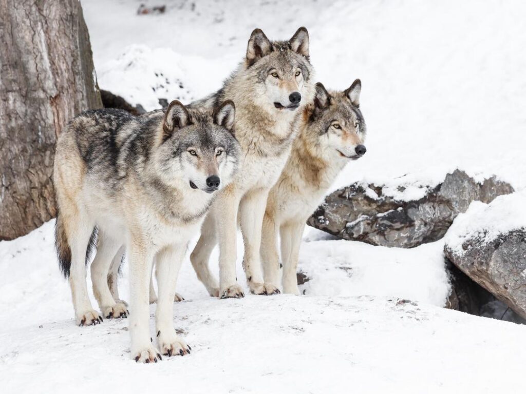 Wolves