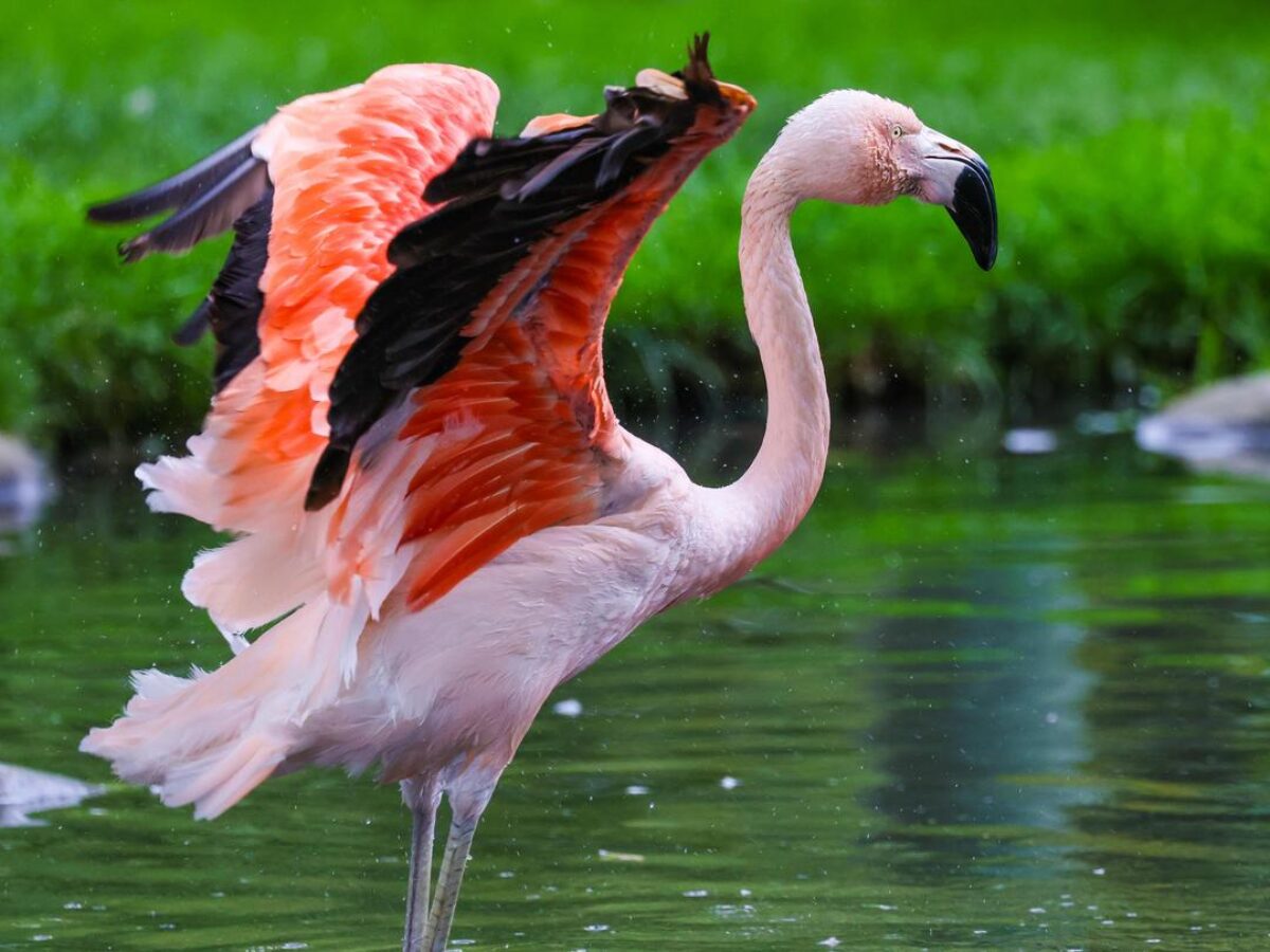 Chilean Flamingos - Wilder Institute/Calgary Zoo