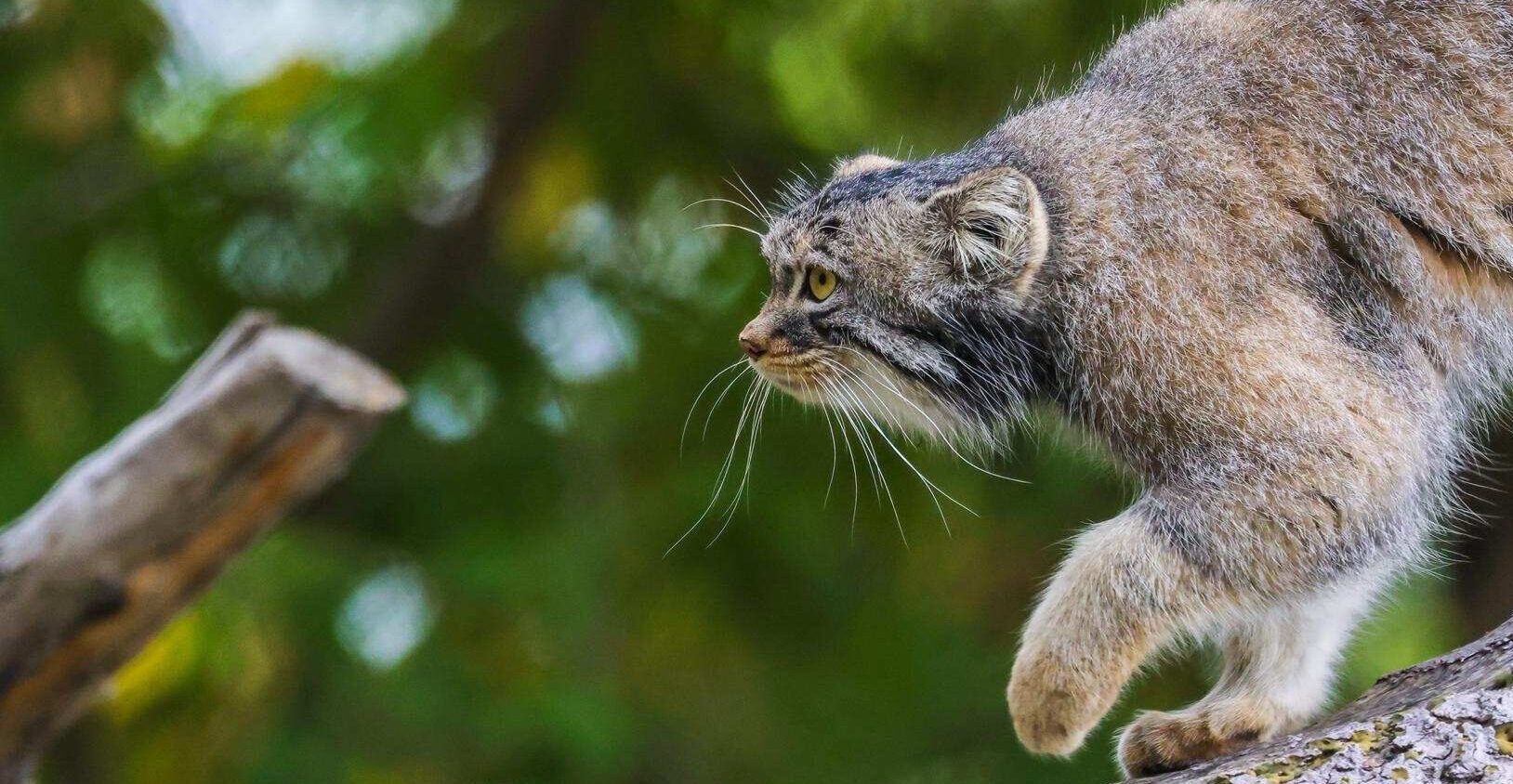 Pallas’s cat exploring its habitat, located at the Wilder Institute/Calgary Zoo in Calgary, Alberta.