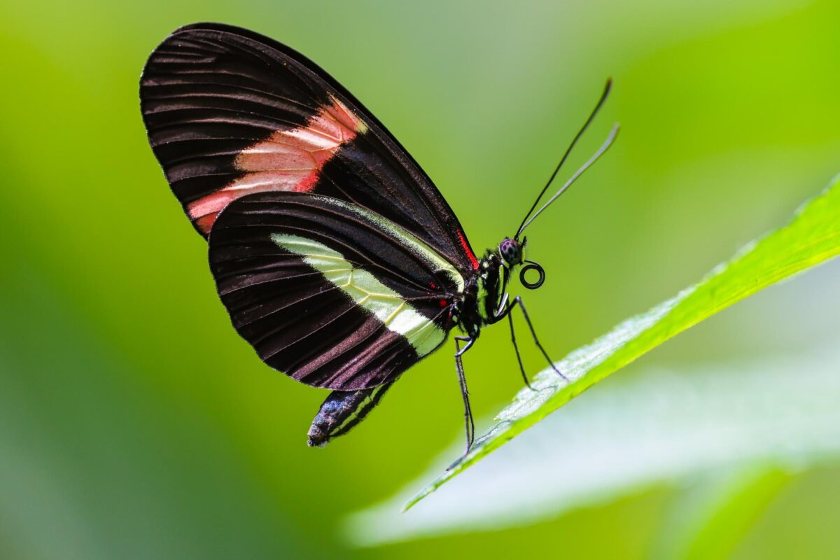 Butterflies