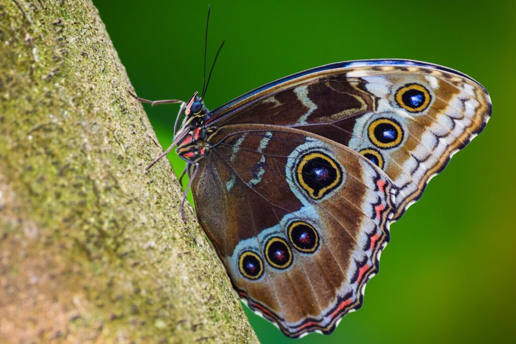 Butterflies