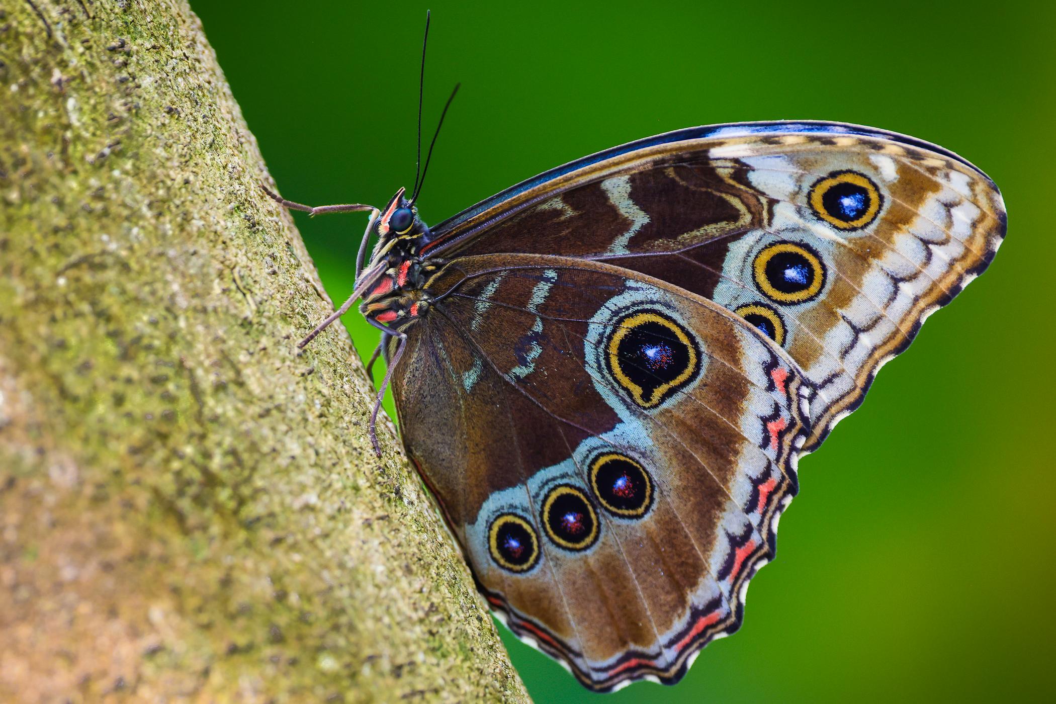 Butterflies