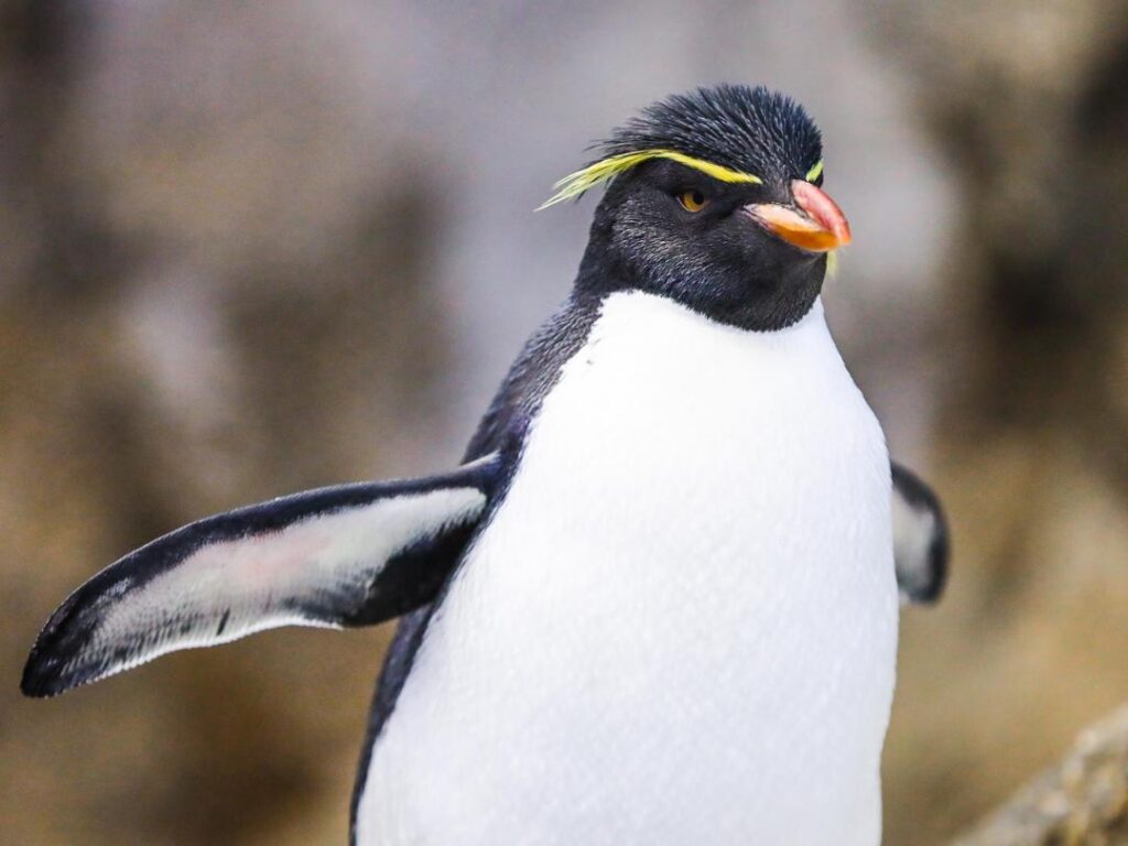 Rockhopper Penguin