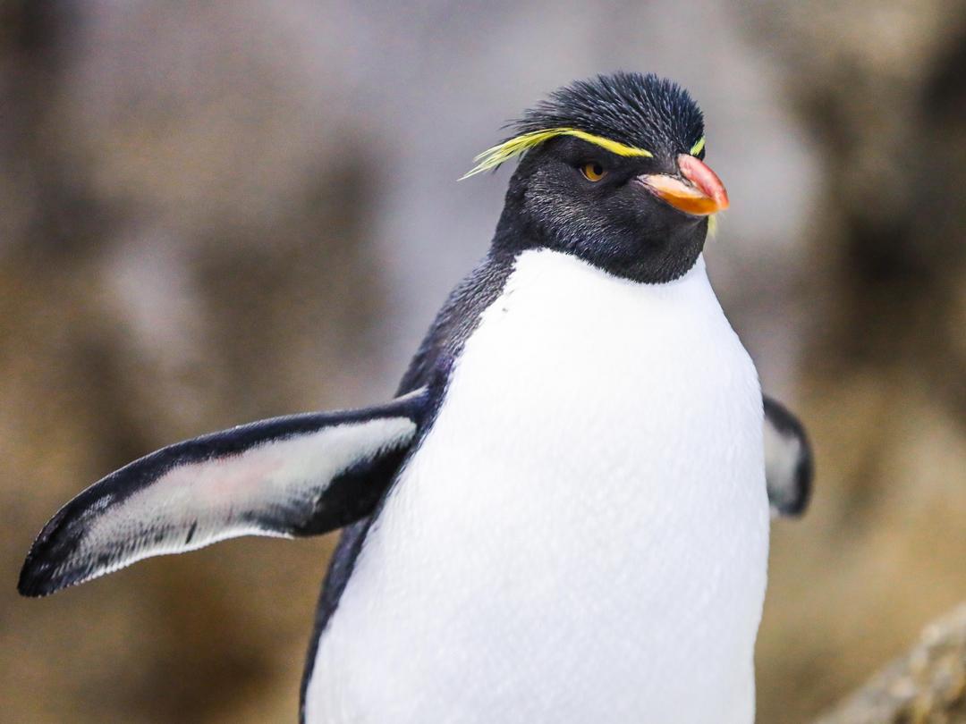 Rockhopper Penguin