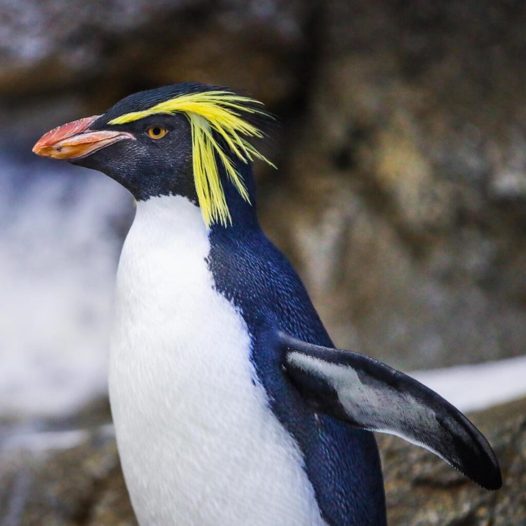 Rockhopper penguins