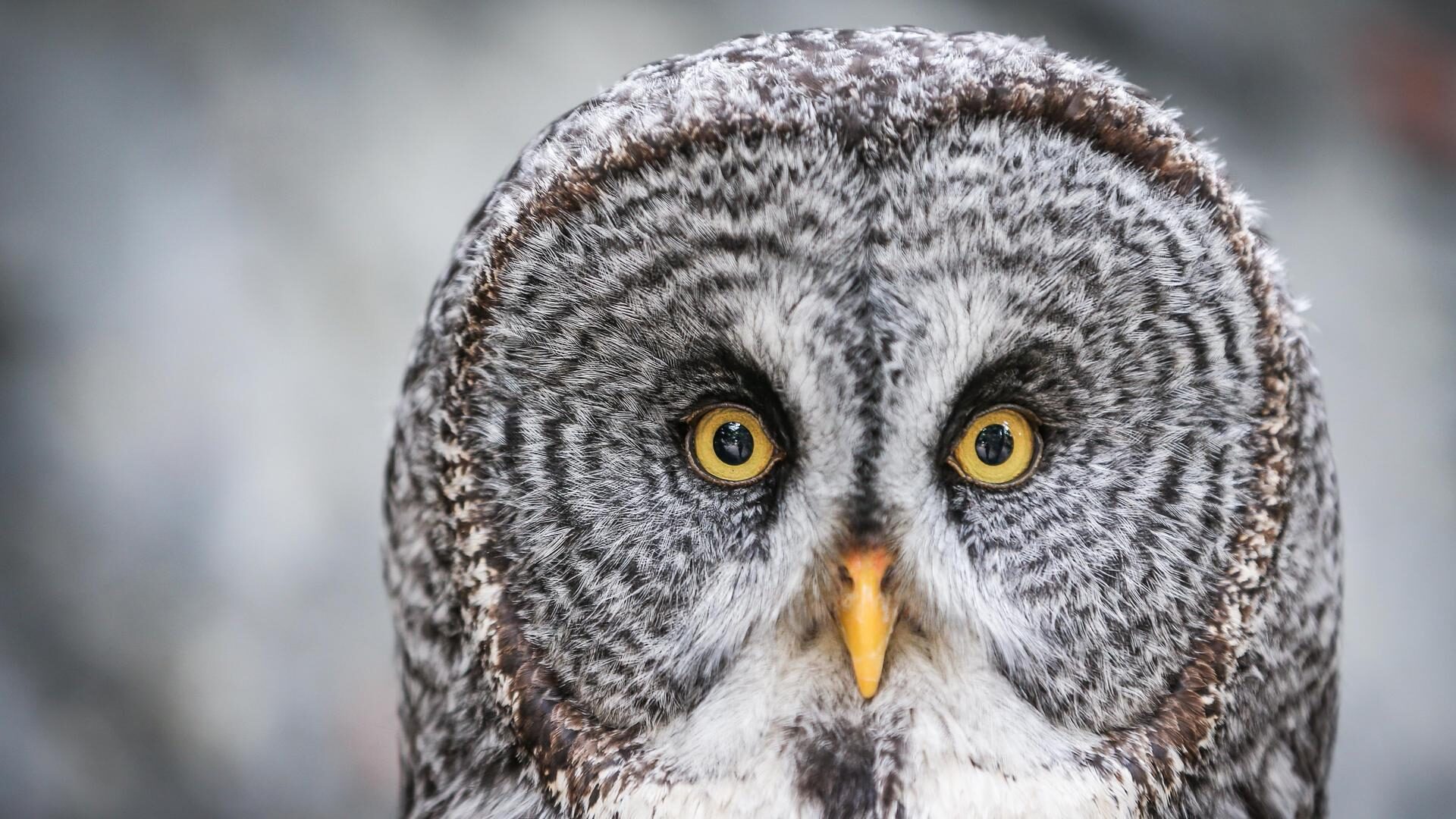 Barred Owl