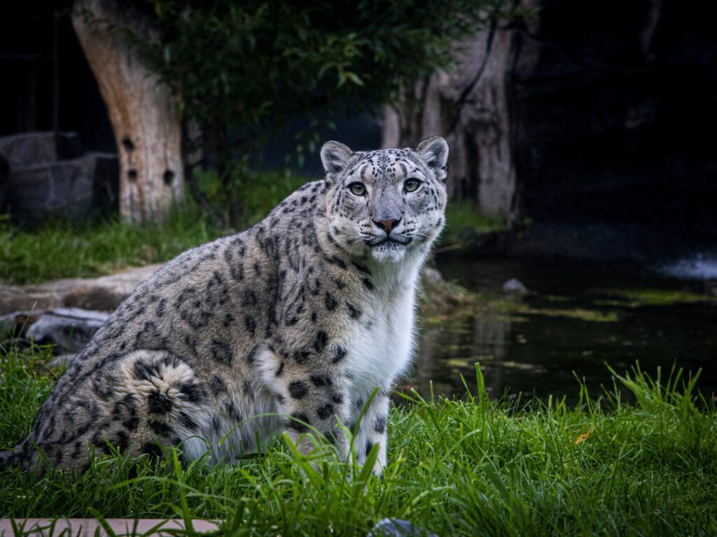 Snow Leopard