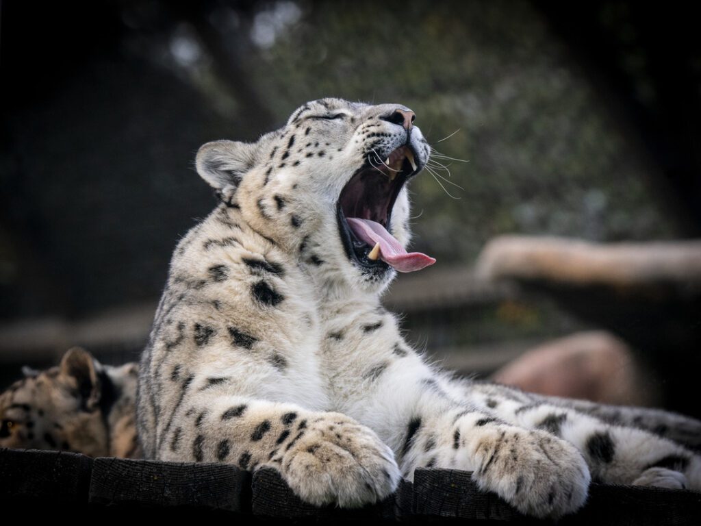 Snow leopard, Leika yawning on platform