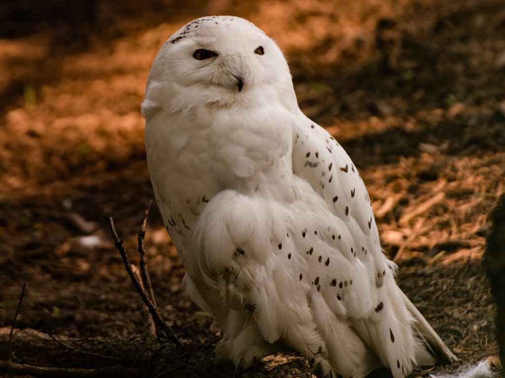 Snowy Owl