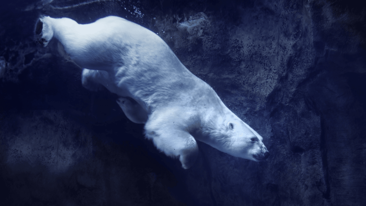 Polar Bear