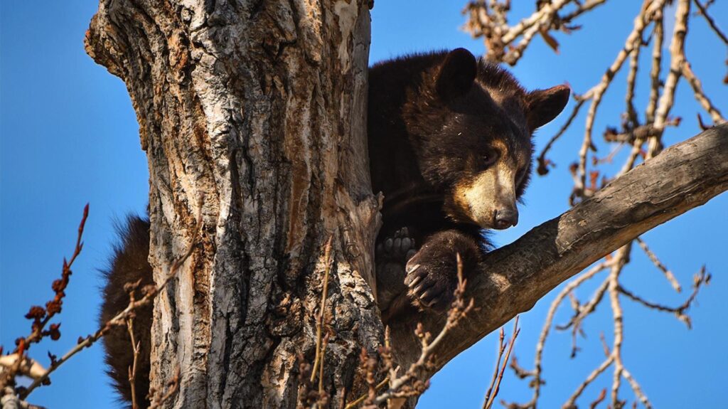 Black Bear