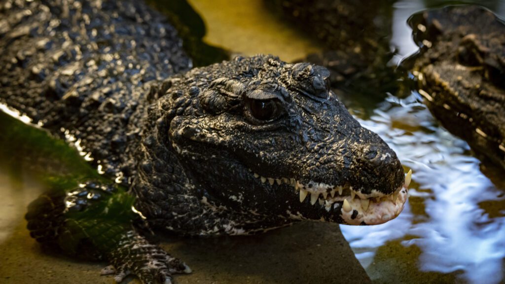 West African Dwarf Crocodile