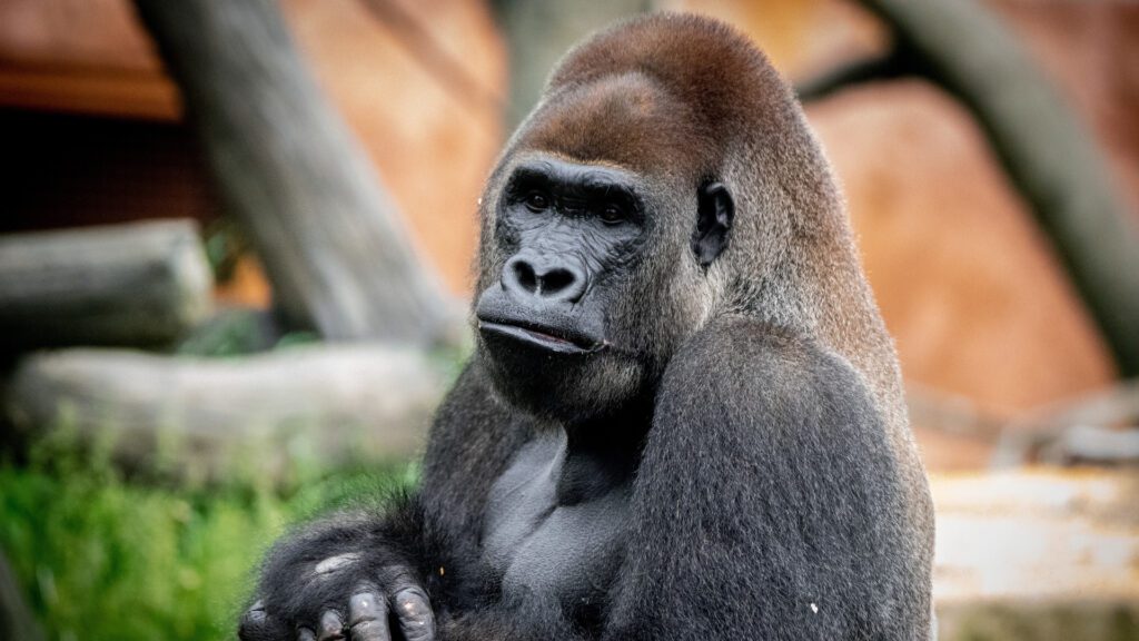 Western lowland gorilla, Jasiri