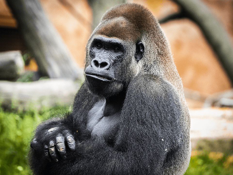 Western Lowland Gorilla