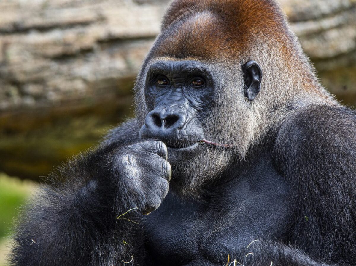 Western Lowland Gorilla