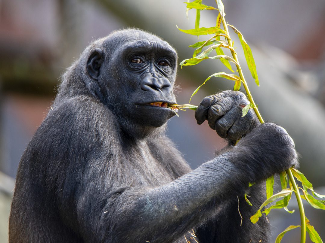 Western Lowland Gorilla