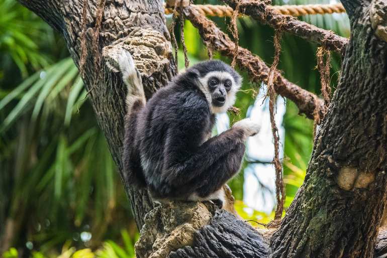 White-handed gibbon, Maximus perched in tree, first day in public view habitat