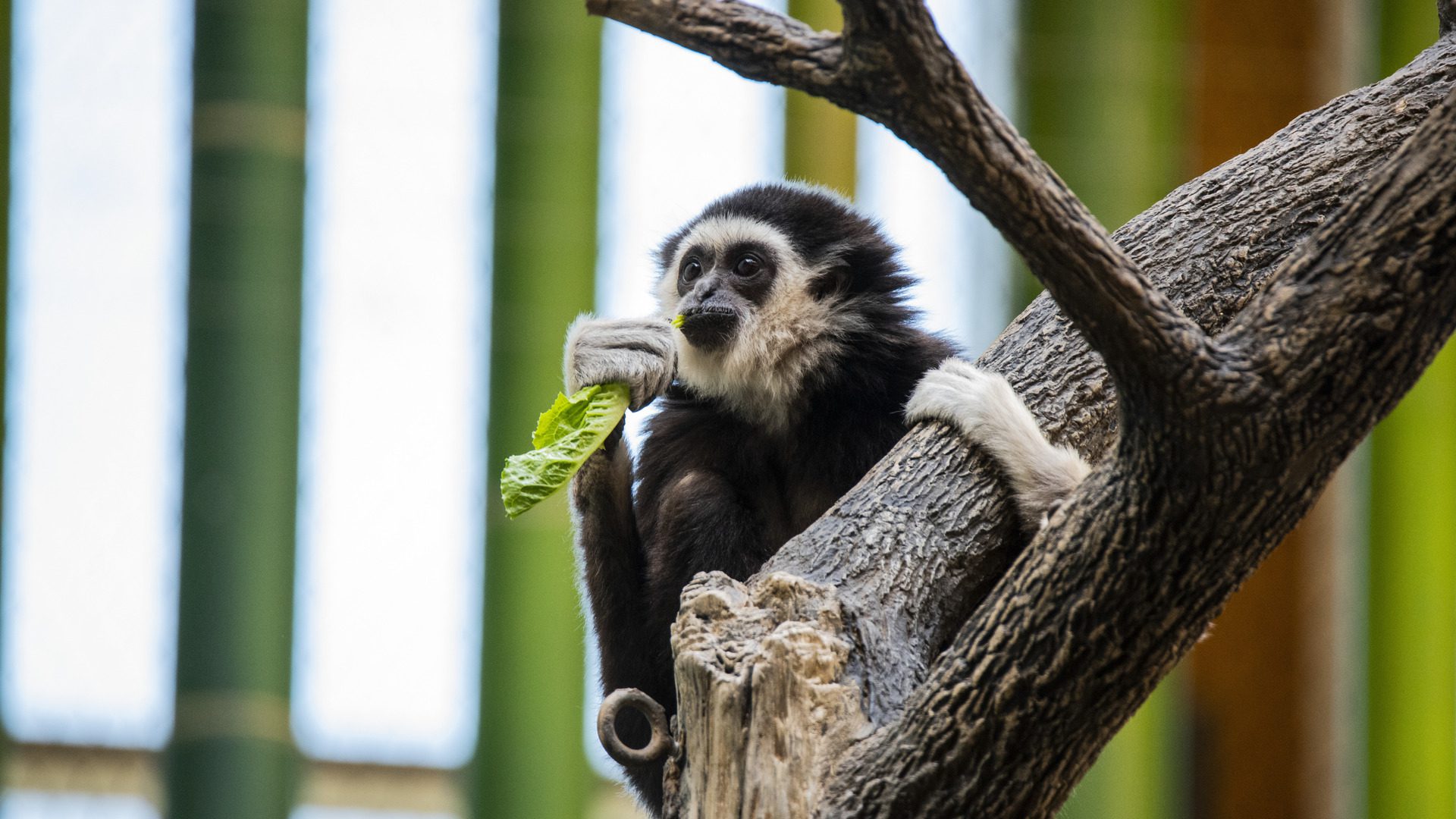 Gibbon