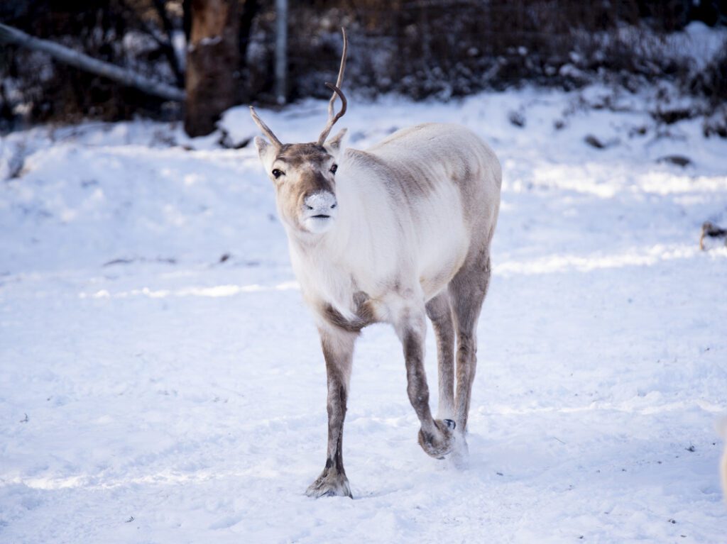 Woodland Caribou