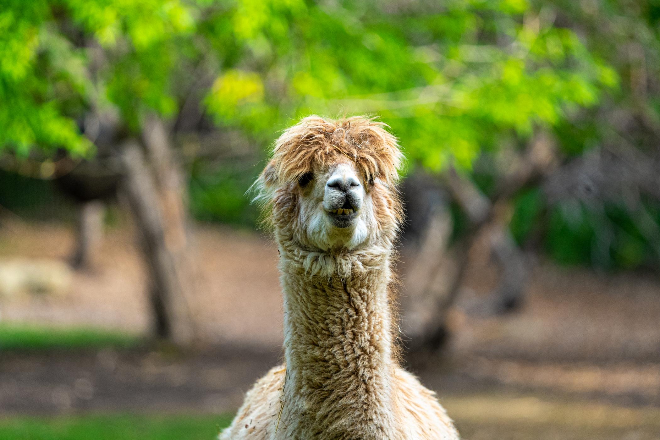 Domestic Alpaca