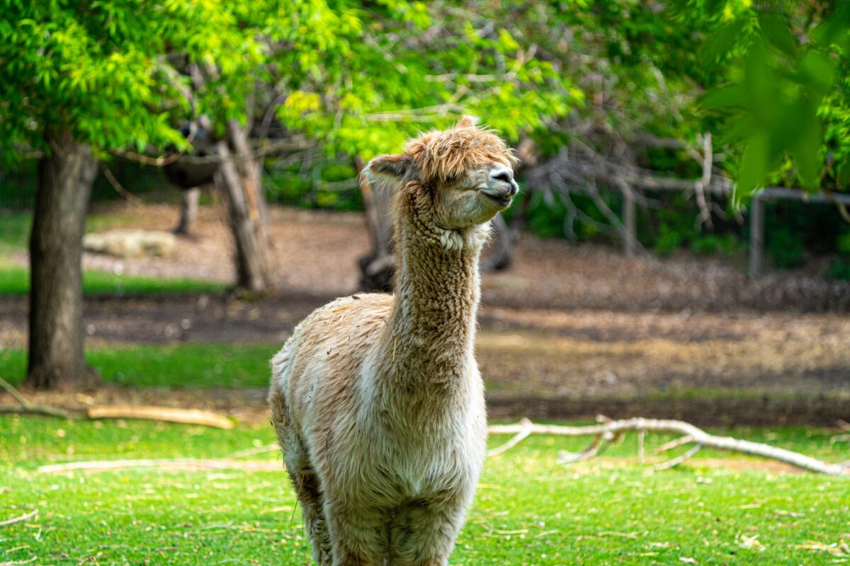 Domestic Alpaca
