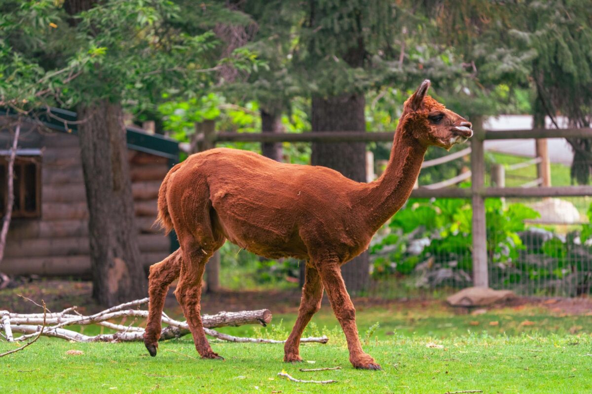 Alpaca
