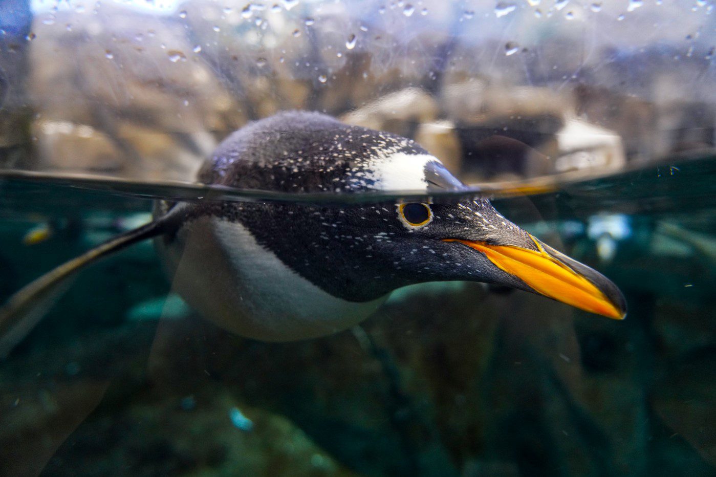 Gentoo Penguin