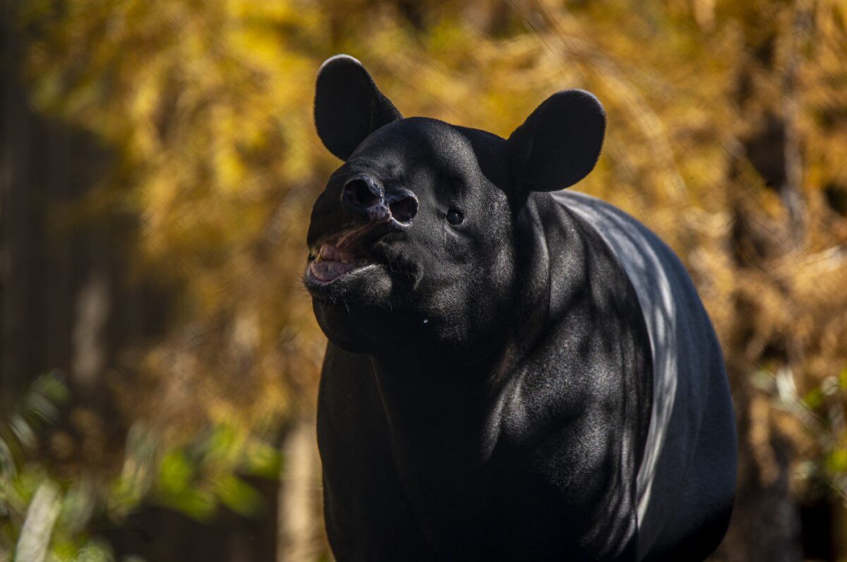 Tapir