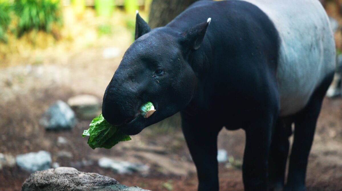 Tapir