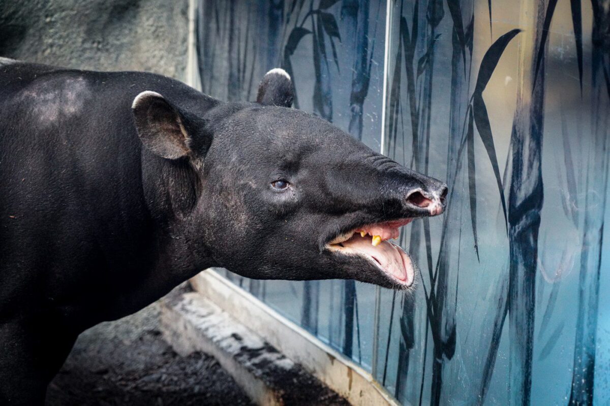 Malayan Tapirs - Wilder Institute/Calgary Zoo