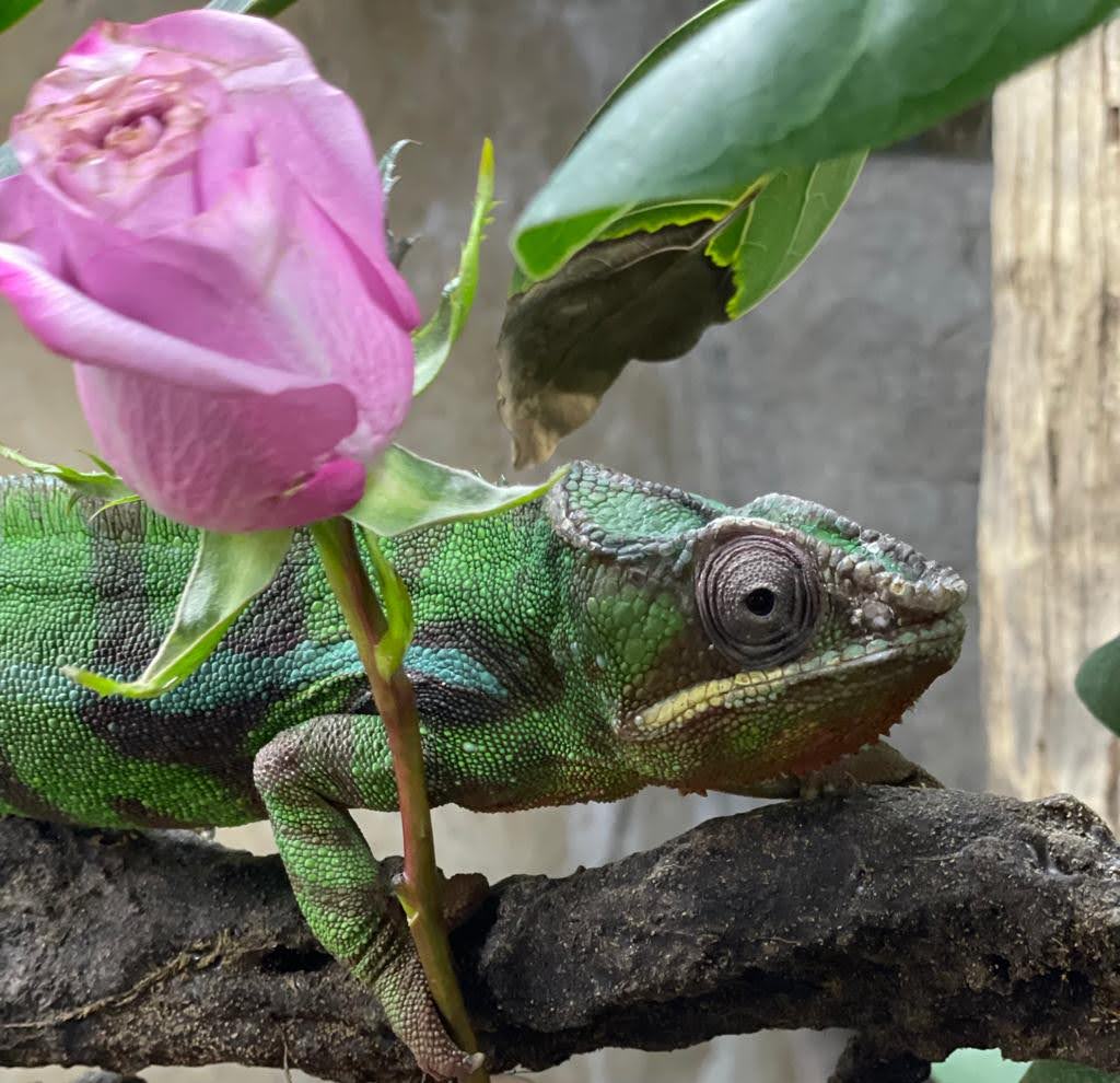 Panther chameleon